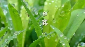 涼風(fēng)至，白露降
